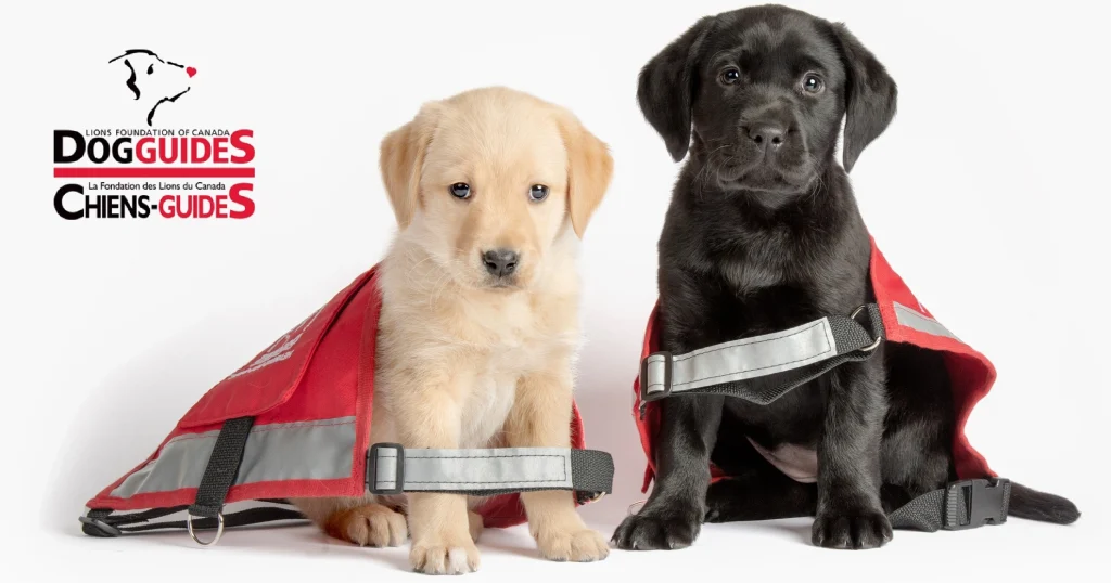 Dog Guides